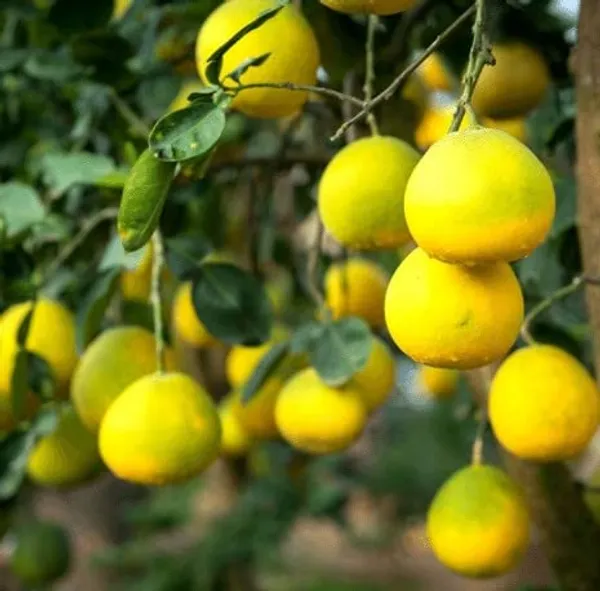 Sweet_Thai_Pomelo_Citrus_Lemon_Kambili_Naranga_?_High_Yield_Batabi_Lemon_Fruit_1__Plant