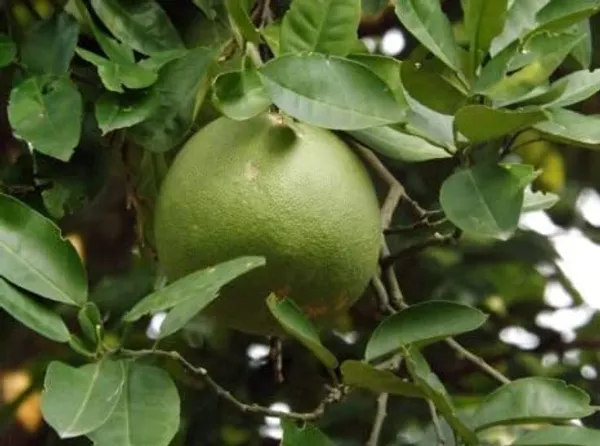 Sweet_Thai_Pomelo_Citrus_Lemon_Kambili_Naranga_?_High_Yield_Batabi_Lemon_Fruit_1__Plant