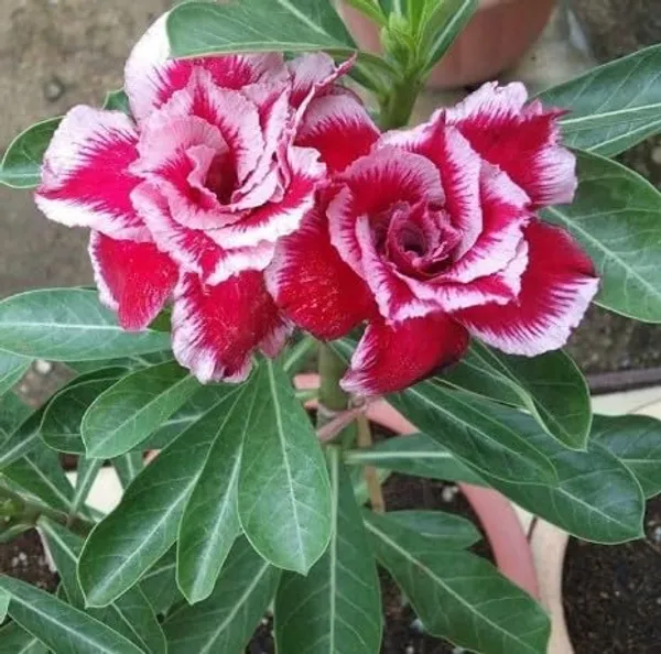 Rare_Desert_Rose__Plant_Adenium_Obesum_Double_Red_White_Adenium_Grafted