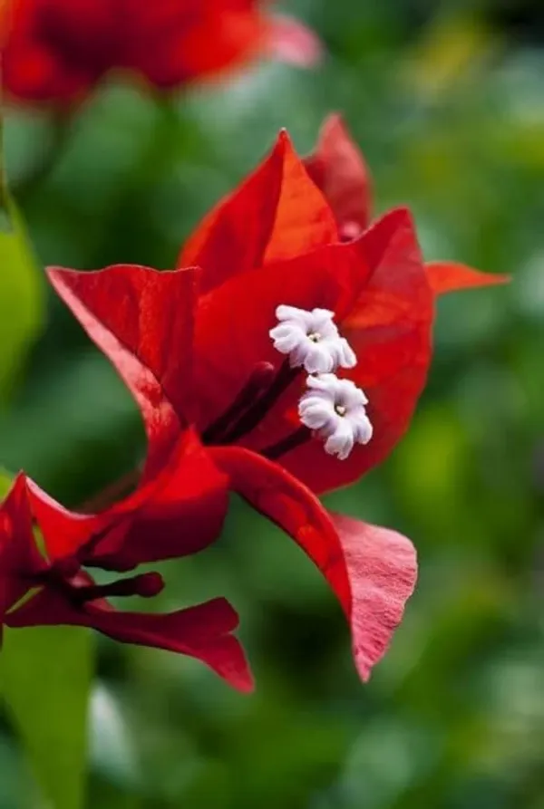 Bougainvillea_Flower_(Red)_Kagoj_Ful