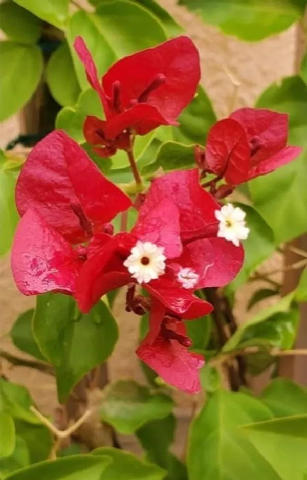 Bougainvillea_Flower_(Red)_Kagoj_Ful