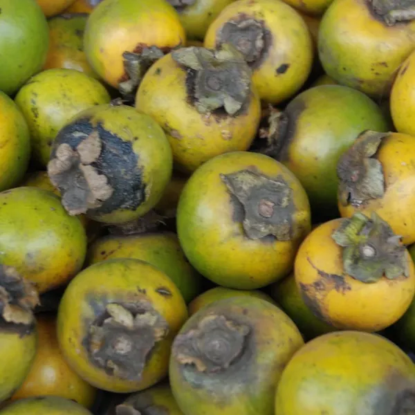 Gab_Fruit_(Diospyros_Malabarica)_Seedling_Fruit_Plant_(Home_&_Garden_Plants)
