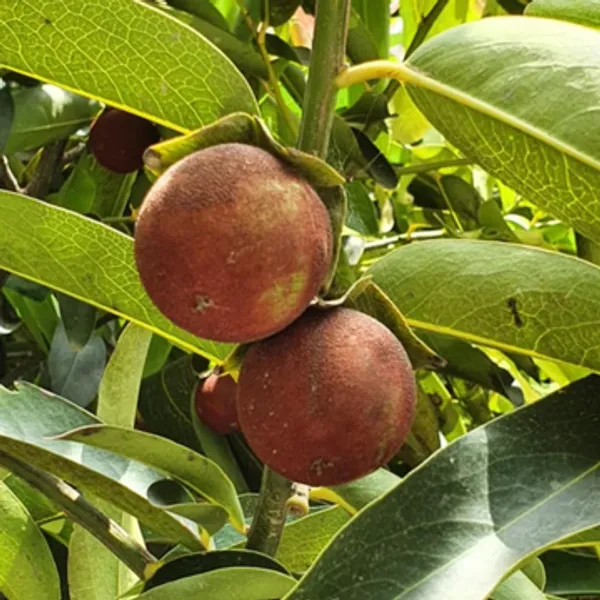 Gab_Fruit_(Diospyros_Malabarica)_Seedling_Fruit_Plant_(Home_&_Garden_Plants)