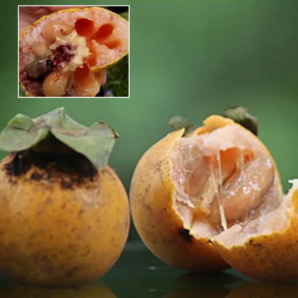 Gab_Fruit_(Diospyros_Malabarica)_Seedling_Fruit_Plant_(Home_&_Garden_Plants)