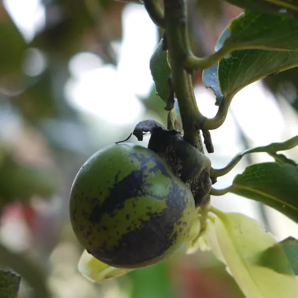 Gab_Fruit_(Diospyros_Malabarica)_Seedling_Fruit_Plant_(Home_&_Garden_Plants)