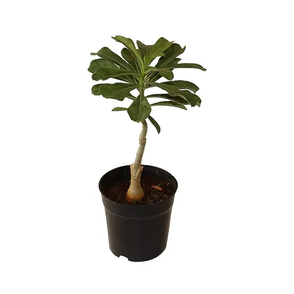 Rare_Desert_Rose__Plant_Adenium_Obesum_Double_Red_White_Adenium_Grafted
