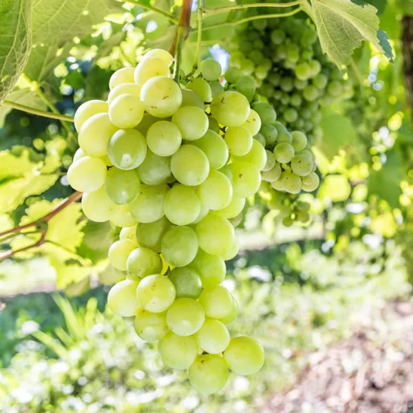 Grafted_Sweet_Grape_Fruit_Plant_Seedless_Thai_Variety