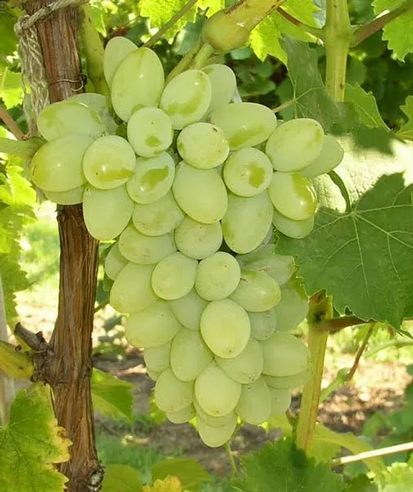 Grafted_Sweet_Grape_Fruit_Plant_Seedless_Thai_Variety