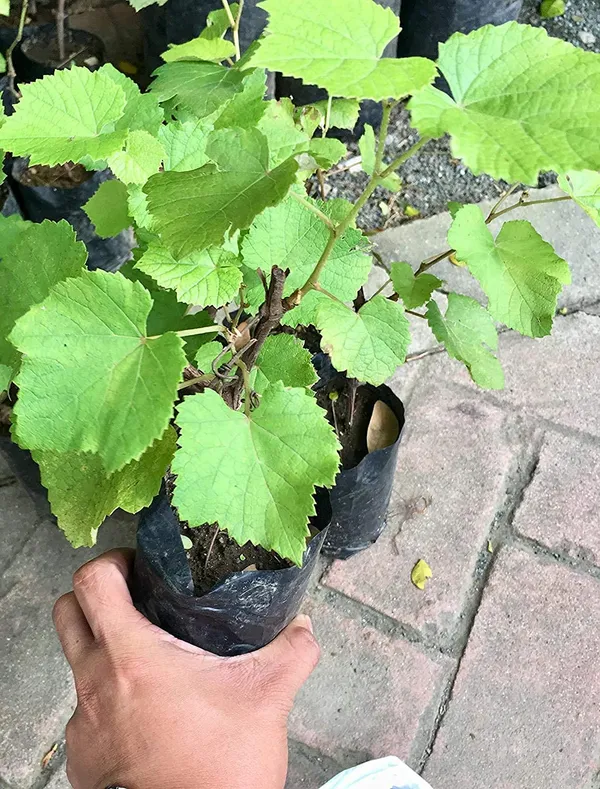 Grapes_Black_Seedless_Variety_Angoor_Fruit_(Cutting/Grafted)__Plants_&_Tree_Fruit_Grape_Black_Wichfinger_Grapes_Home_And_Roof_Garden_Fruit_Tree_Plant