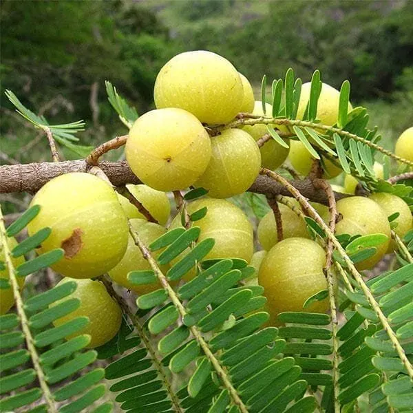 Green_Amla_Plant_/Grafted_And_Thai_Varieties_Plant