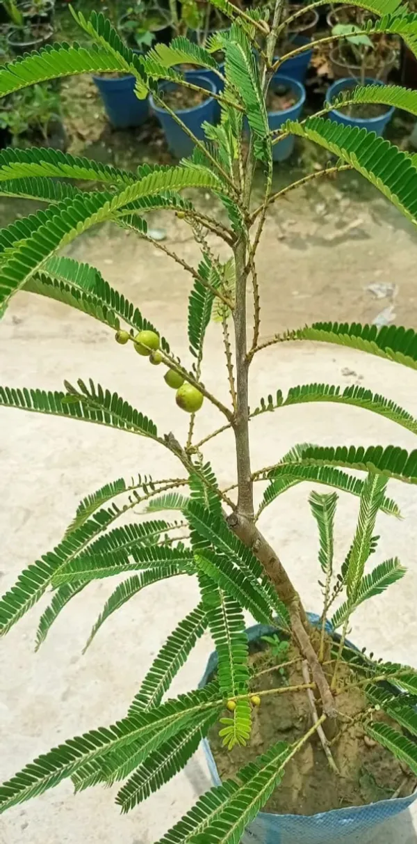Green_Amla_Plant_/Grafted_And_Thai_Varieties_Plant
