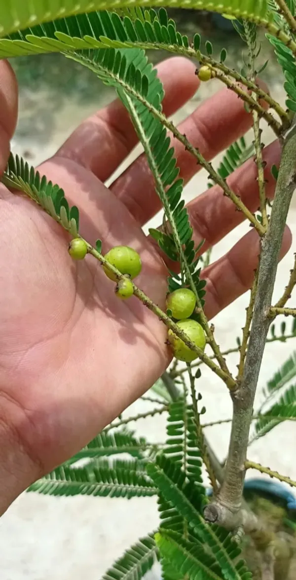 Green_Amla_Plant_/Grafted_And_Thai_Varieties_Plant