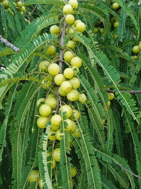Green_Amla_Plant_/Grafted_And_Thai_Varieties_Plant