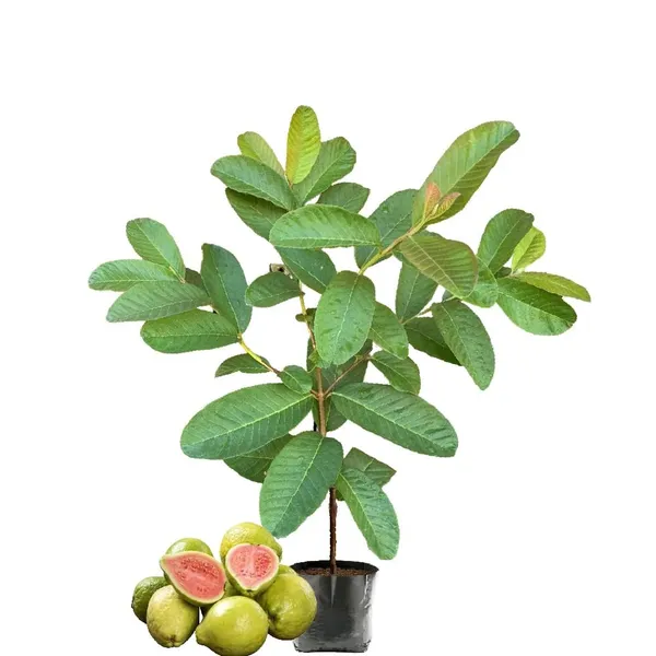 Amrood_Pink_Flesh_Lalit_Lalitha_Guava_Variety_Fruit_(Grafted/Air_Layering)__Plant_&_Tree(1.5-3_Feet_Size)