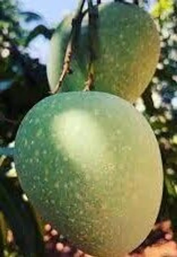 Mango_Plant_Plant,_Hybrid_Grafted_Plant,_Healthy_Outdoor_Plant_(Mango_Panduri)