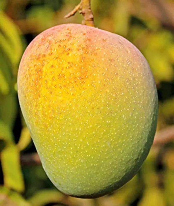 Mango_Plant_Plant,_Hybrid_Grafted_Plant,_Healthy_Outdoor_Plant_(Mango_Panduri)