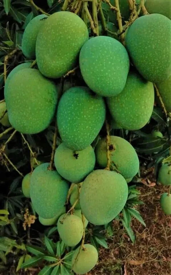 Mango_Plant_Plant,_Hybrid_Grafted_Plant,_Healthy_Outdoor_Plant_(Mango_Panduri)