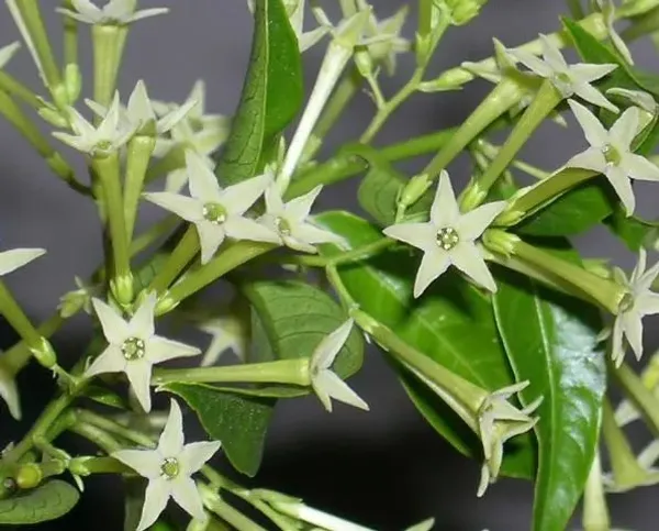 Hasna_Hena_-_Night_Blooming_Jasmine_-_Cestrum_Nocturnum
