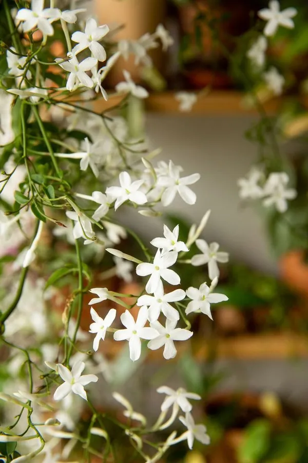 Hasna_Hena_-_Night_Blooming_Jasmine_-_Cestrum_Nocturnum