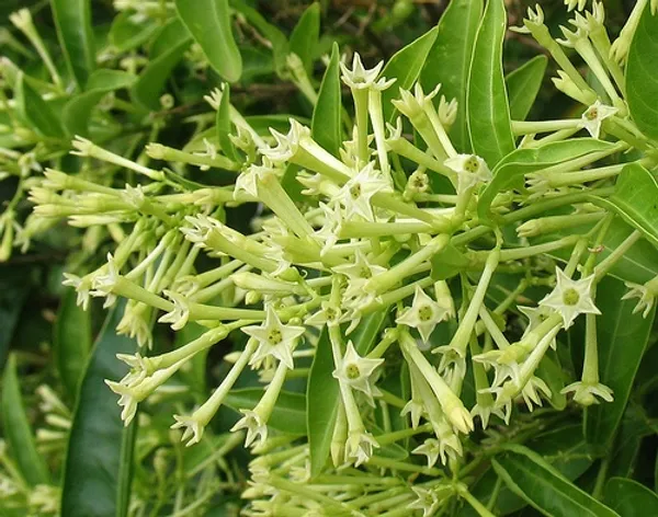 Hasna_Hena_-_Night_Blooming_Jasmine_-_Cestrum_Nocturnum