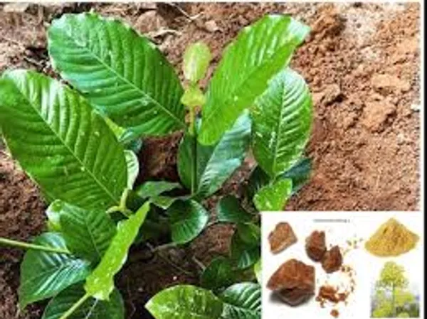 Hing_Plant_Outdoor_Healthy_Grafted_Plant
