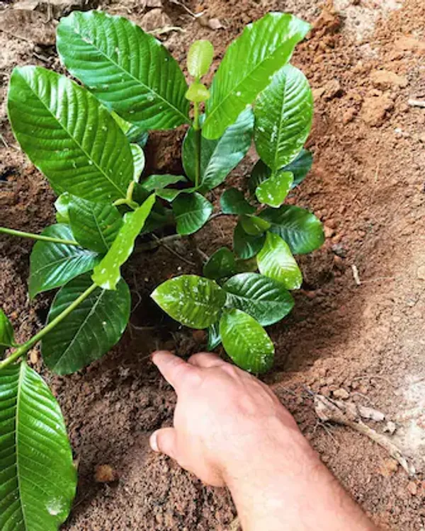 Hing_Plant_Outdoor_Healthy_Grafted_Plant