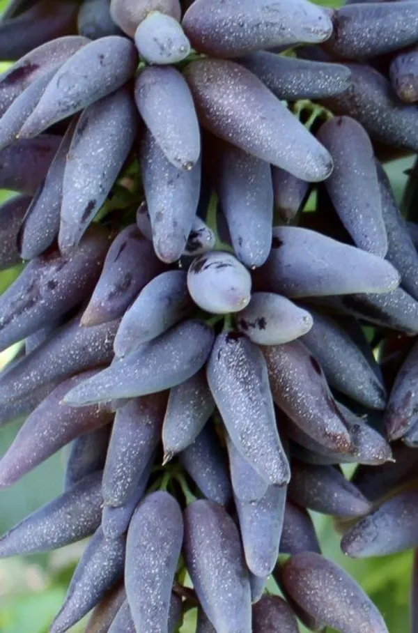 Hottest_Fruit_Is_"Witch_Fingers_Grape_Plant"