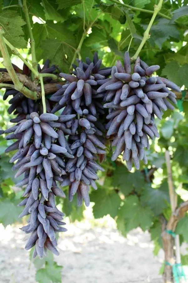Hottest_Fruit_Is_"Witch_Fingers_Grape_Plant"