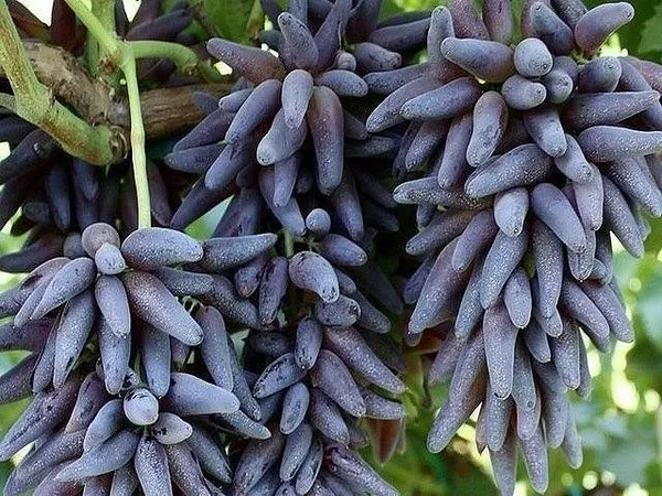 Hottest_Fruit_Is_"Witch_Fingers_Grape_Plant"