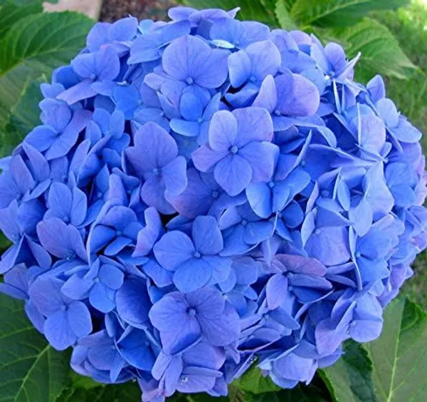 Hybrid_Blue_Hydrangea_Flower_Plant_Healthy_Flower_Plant_For_Home_Garden_Indoor_Outdoor_Plants