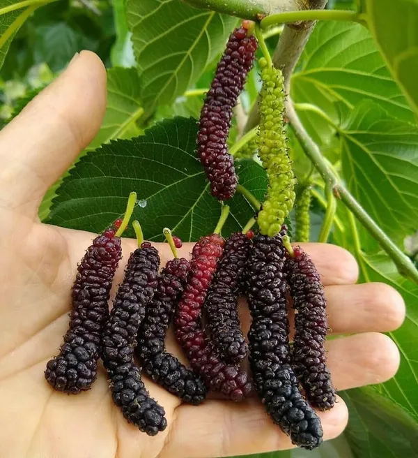 Pakistani_Long_Mulberry__Plants_Shahtoot_Sweet_Tasty_Fruit_Plant_Healthy__1_Plant_Morus_Alba__Plant_Fruit_Tree__Plant_For_Home_Gardening_Outdoor__Plants