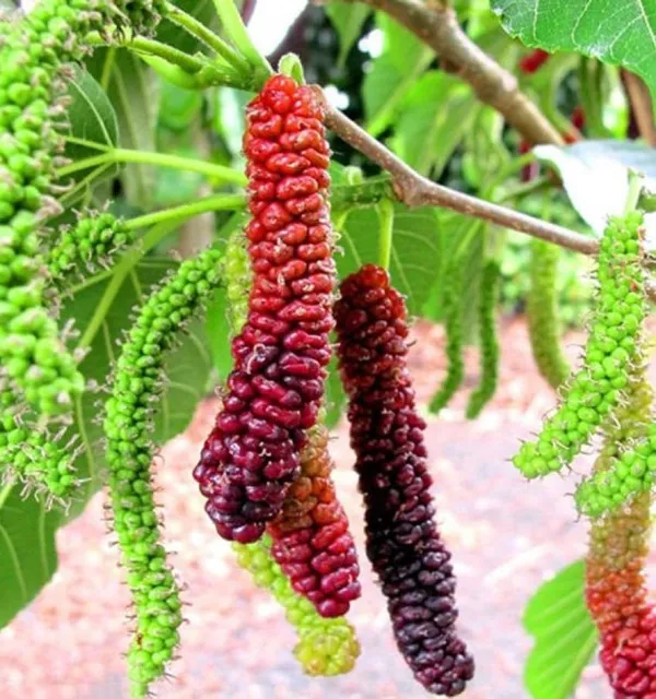 Pakistani_Long_Mulberry__Plants_Shahtoot_Sweet_Tasty_Fruit_Plant_Healthy__1_Plant_Morus_Alba__Plant_Fruit_Tree__Plant_For_Home_Gardening_Outdoor__Plants