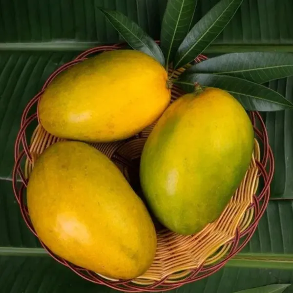 Imam_Pasand_/_Himayath_Mango_Grafted__Plant