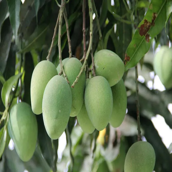 Imam_Pasand_/_Himayath_Mango_Grafted__Plant