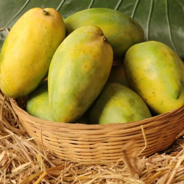 Imam_Pasand_/_Himayath_Mango_Grafted__Plant