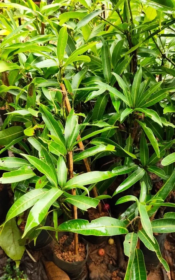 Imam_Pasand_/_Himayath_Mango_Grafted__Plant