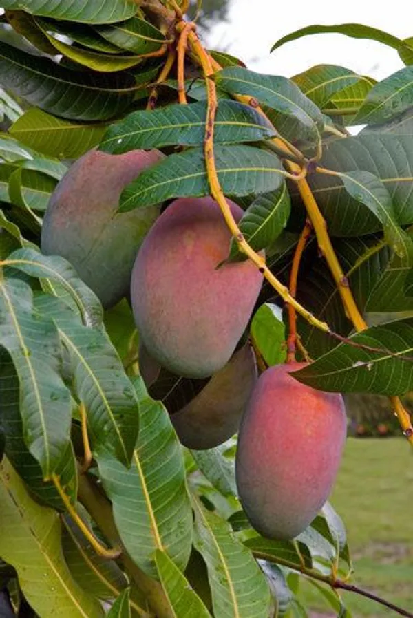 Indian_Mango_(Mangifera_Indica)