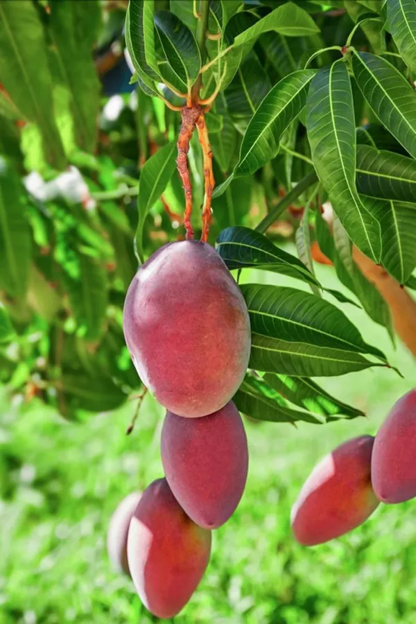 Indian_Mango_(Mangifera_Indica)