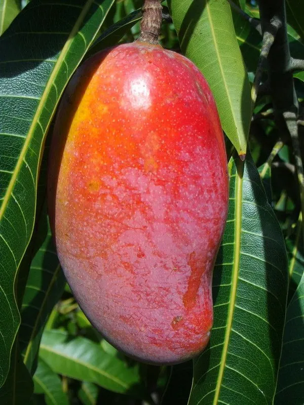 Indian_Mango_(Mangifera_Indica)