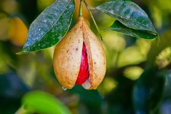 Nutmeg__Plant_Hybrid,_Jaifall_Tree_Javitri_Grafted_Outdoor_Plant_Original_Variety