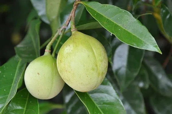 Nutmeg__Plant_Hybrid,_Jaifall_Tree_Javitri_Grafted_Outdoor_Plant_Original_Variety