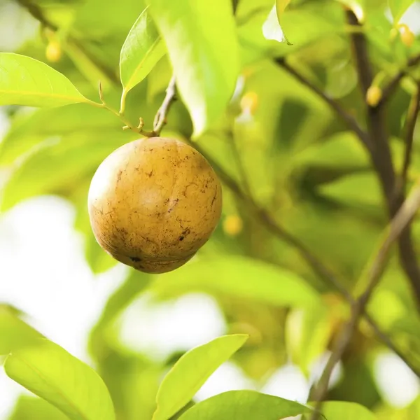 Nutmeg__Plant_Hybrid,_Jaifall_Tree_Javitri_Grafted_Outdoor_Plant_Original_Variety