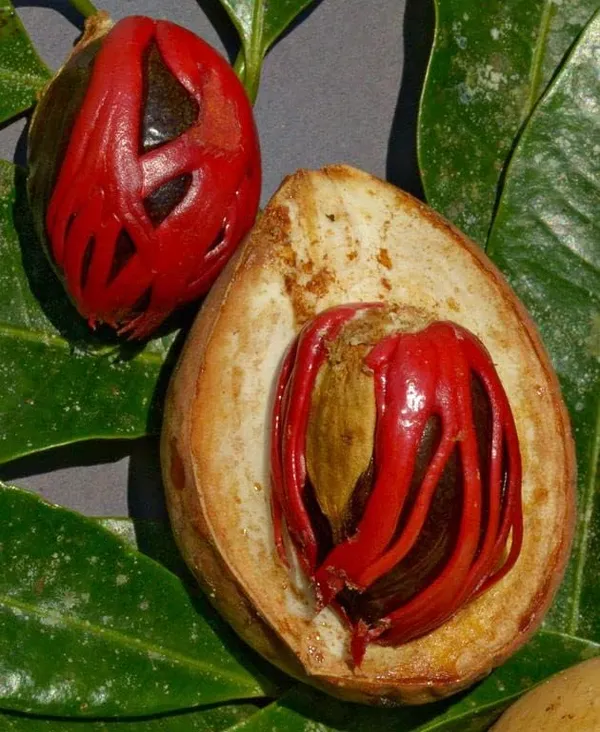 Nutmeg__Plant_Hybrid,_Jaifall_Tree_Javitri_Grafted_Outdoor_Plant_Original_Variety