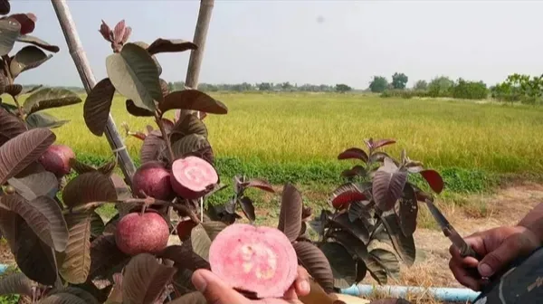 Thai_Red_Guava_Plant_"_One_Healthy__Grafted_Red_Guava_Plant_"_-_Red_skin_Red_Flesh_Thai_Red_Guava_Plant,_Height_2_Feet_After_Fruiting_1_years