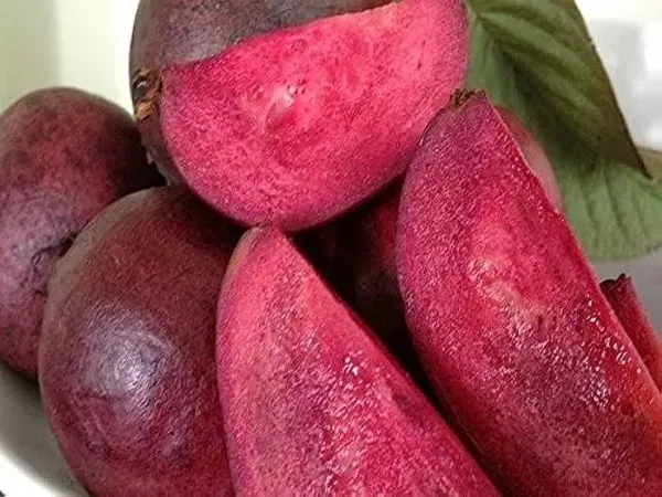Thai_Red_Guava_Plant_"_One_Healthy__Grafted_Red_Guava_Plant_"_-_Red_skin_Red_Flesh_Thai_Red_Guava_Plant,_Height_2_Feet_After_Fruiting_1_years