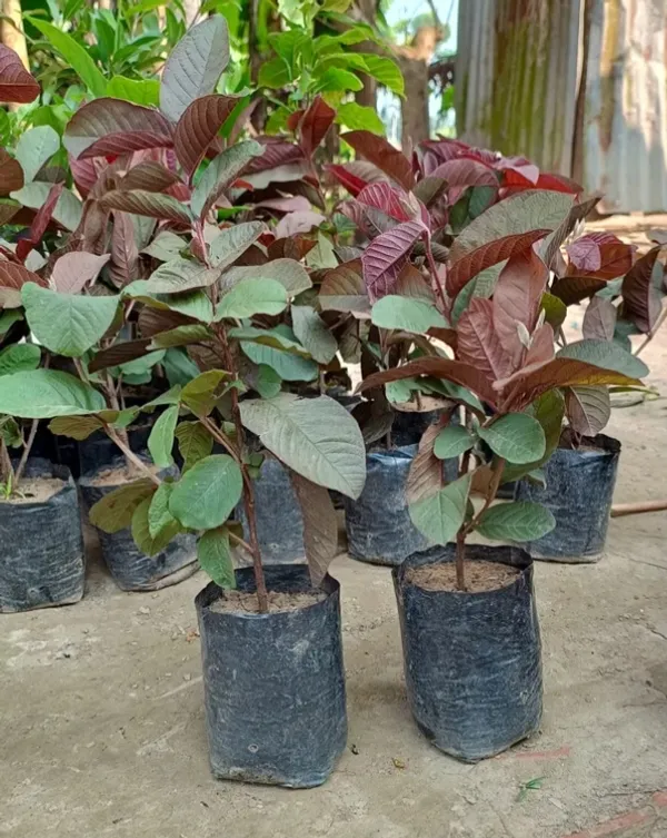Thai_Red_Guava_Plant_"_One_Healthy__Grafted_Red_Guava_Plant_"_-_Red_skin_Red_Flesh_Thai_Red_Guava_Plant,_Height_2_Feet_After_Fruiting_1_years