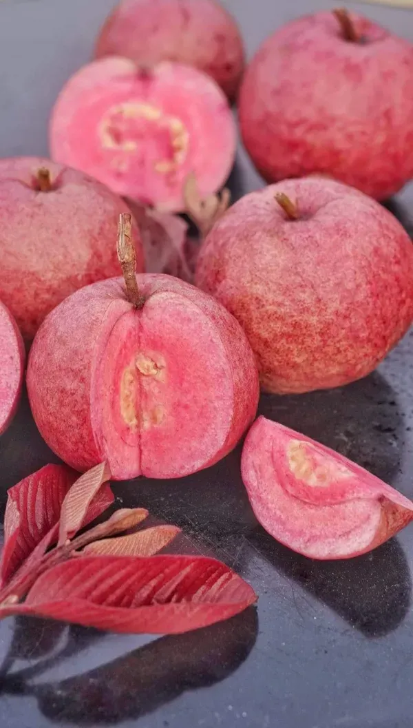 Thai_Red_Guava_Plant_"_One_Healthy__Grafted_Red_Guava_Plant_"_-_Red_skin_Red_Flesh_Thai_Red_Guava_Plant,_Height_2_Feet_After_Fruiting_1_years