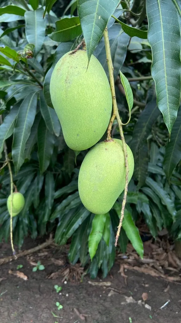 Mango_Plant__Plant,_Hybrid_Grafted_Plant,_Healthy_Outdoor_Plant_(Katimon_Mango)