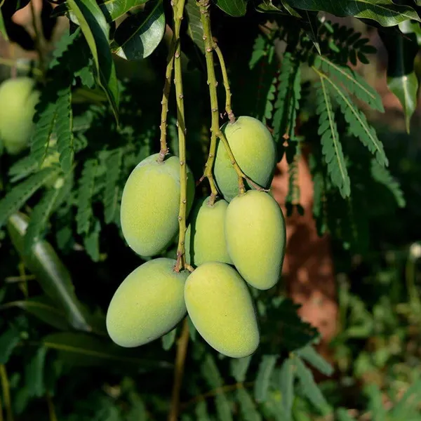 Mango_Plant__Plant,_Hybrid_Grafted_Plant,_Healthy_Outdoor_Plant_(Mango_Dasheri)
