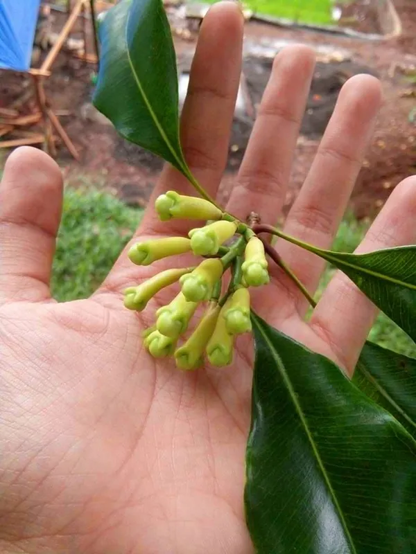 Clove_Plant,_Lobongo_Plant_Hybrid/All_Time